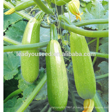 MSQ031 Guanghua venda quente verde sementes de abóbora híbrida, sementes de zuccini